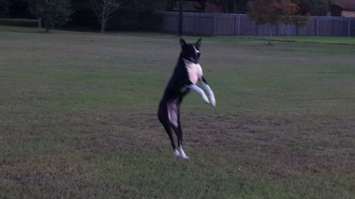 Fetch and Jump 1